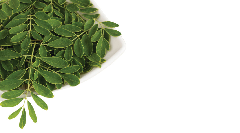 The Powerful Health Benefits of Using Moringa